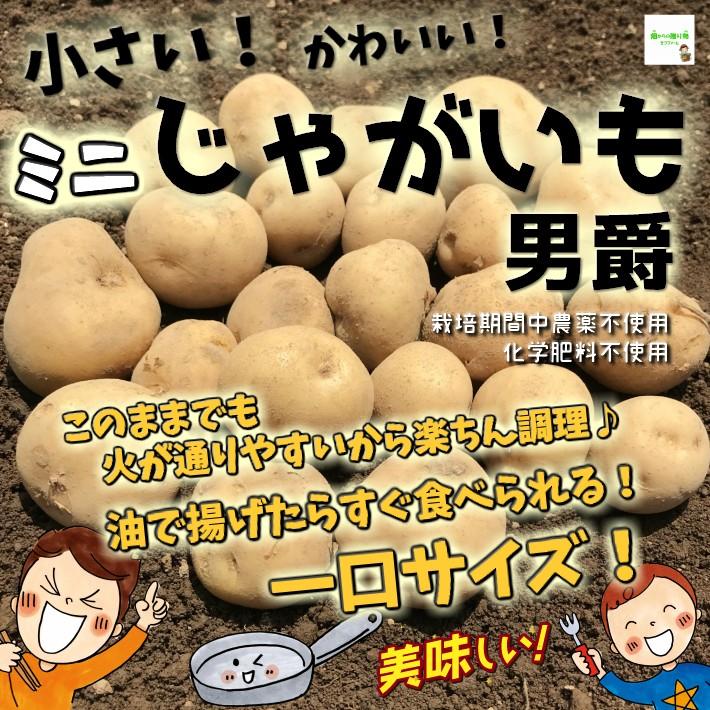 暑い時期の常温便配送ｏｋ 小さいミニじゃがいも男爵 栽培期間中農薬不使用 化学肥料不使用 １袋 686 畑からの贈り物きづファーム 通販 Yahoo ショッピング