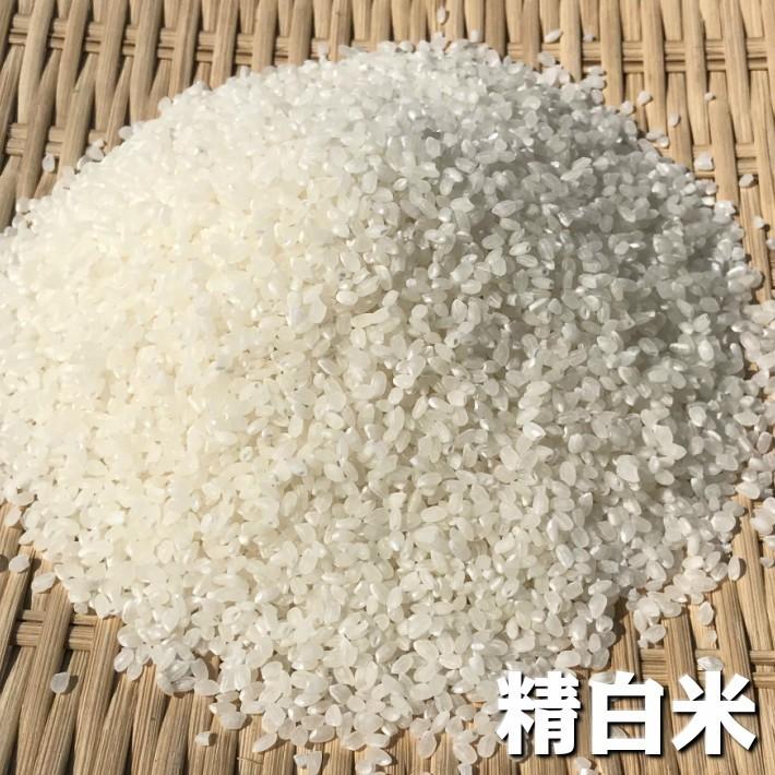 新米！ 低農薬 コシヒカリ 10kg 『令和5年産』 埼玉県越谷市産 ご