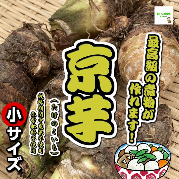 せーこページ　タケノコ芋（京芋）たけのこ芋 京芋（たけのこいも、タケノコイモ） 小サイズ1袋500g前後