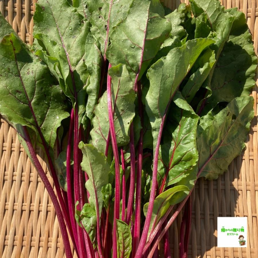 【新鮮ビーツ】9kg 【無農薬・無化学肥料】 自然共生サイトで育った唐津産ビーツをオンライン販売開始｜無農薬・無