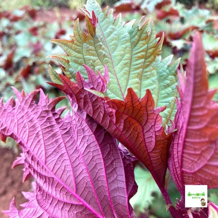 うら赤しそ（うら赤じそ） ☆農薬や化学肥料は使用しておりませ