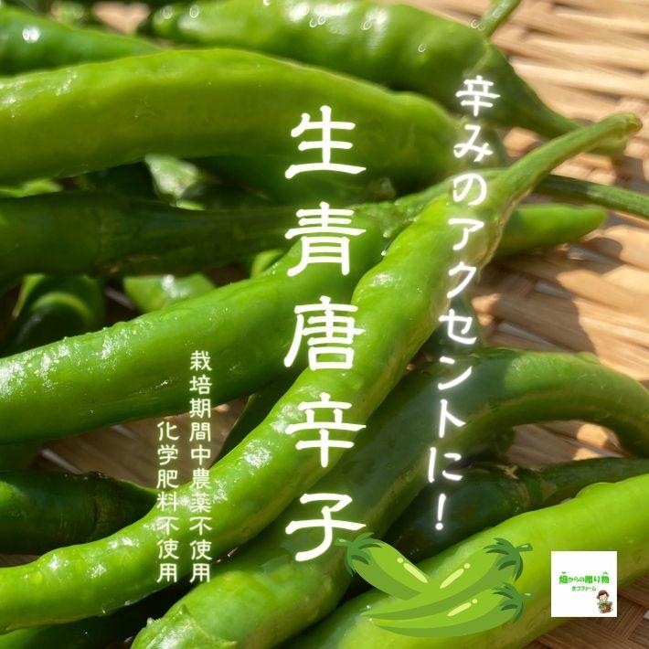 生青唐辛子（青唐辛子、青とうがらし） ☆農薬や化学肥料は使用して