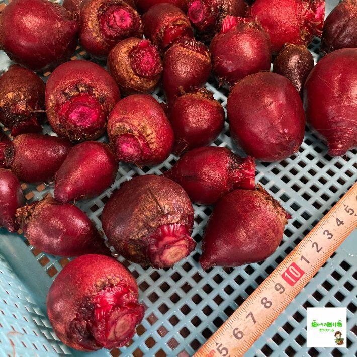 小さいビーツ ☆農薬や化学肥料は使用しておりません 約500g