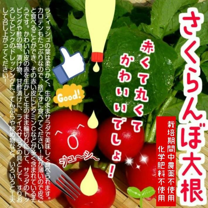 さくらんぼ大根ラディッシュ 二十日大根 栽培期間中農薬不使用 化学肥料不使用 １束６本以上 葉は多少切っている場合があります 97 畑からの贈り物きづファーム 通販 Yahoo ショッピング