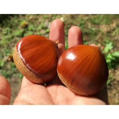 ナッツ様　生栗　3キロ　9月中旬 9月下旬〜10月上旬 小布施栗 3キロ : Su-eat Farm - 通販