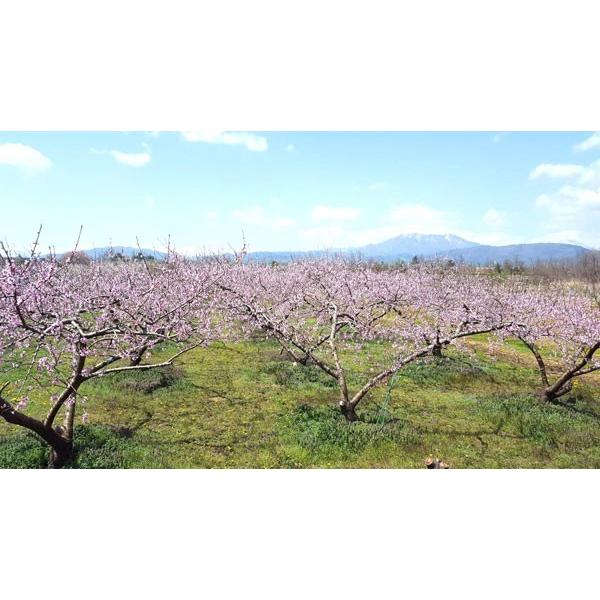 8月中旬 なつっこ 訳あり 減農薬 長野県産 10キロ : Su-eat Farm