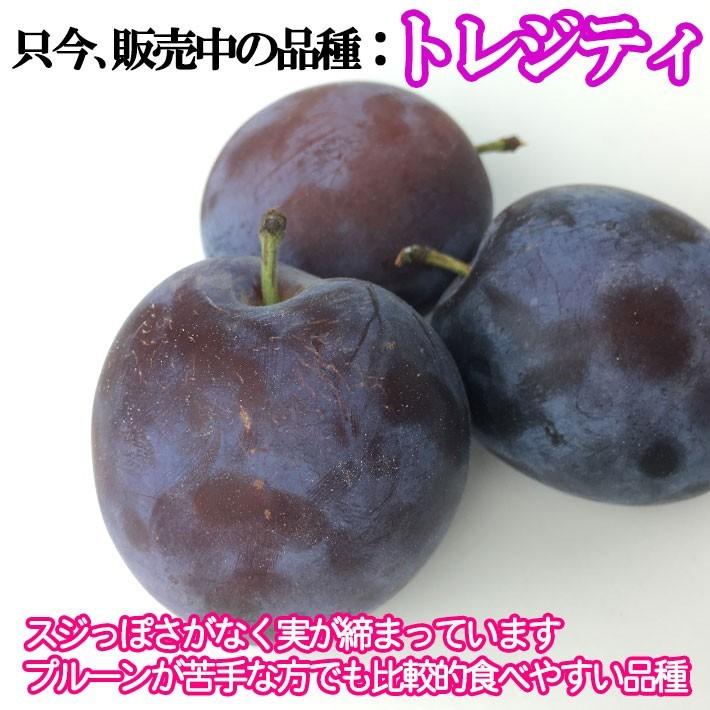 9月上旬〜中旬 生プルーン くらしま 長野県産 2キロ : Su-eat Farm