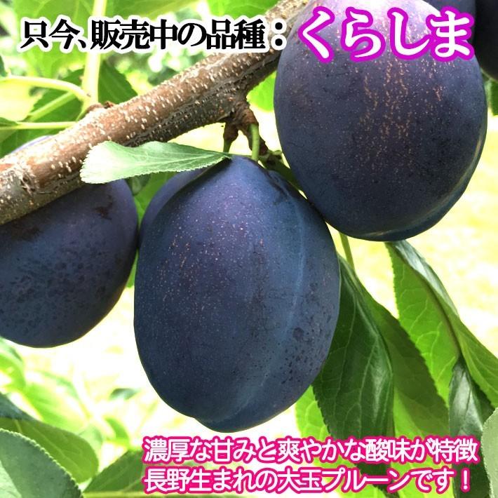 食品 フラットママ様専用 長野県産プルーン 訳あり 約10キロ サンタス