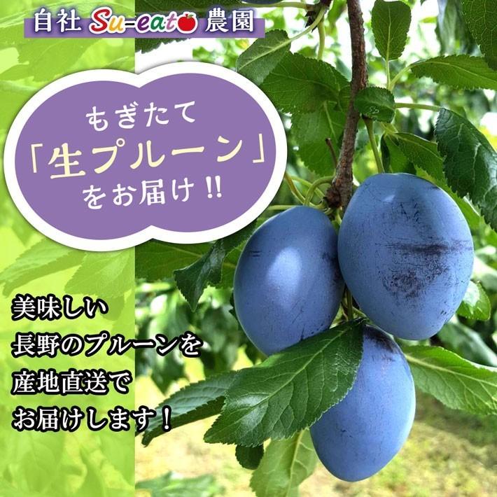 9月上旬〜中旬 生プルーン くらしま 長野県産 4キロ : Su-eat Farm