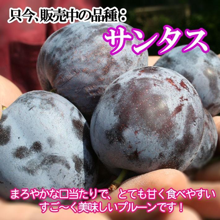 9月上旬〜中旬 生プルーン くらしま 長野県産 4キロ : Su-eat Farm