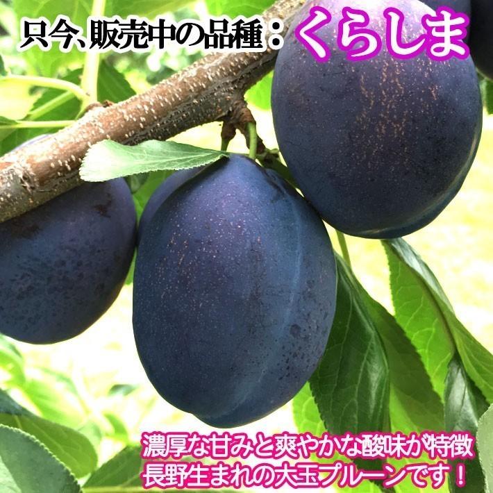 9月上旬〜中旬 生プルーン くらしま 長野県産 4キロ : Su-eat Farm