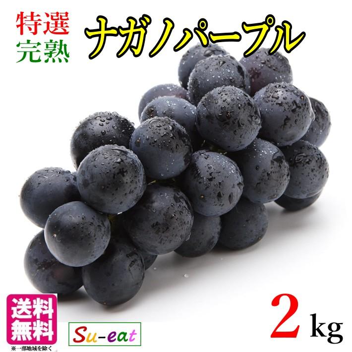 9月中旬〜下旬 特選 ナガノパープル 種なし ぶどう 長野県産 2キロ