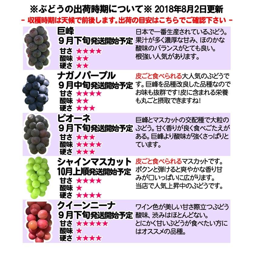 9月中旬〜下旬 特選 ナガノパープル 種なし ぶどう 長野県産 2キロ
