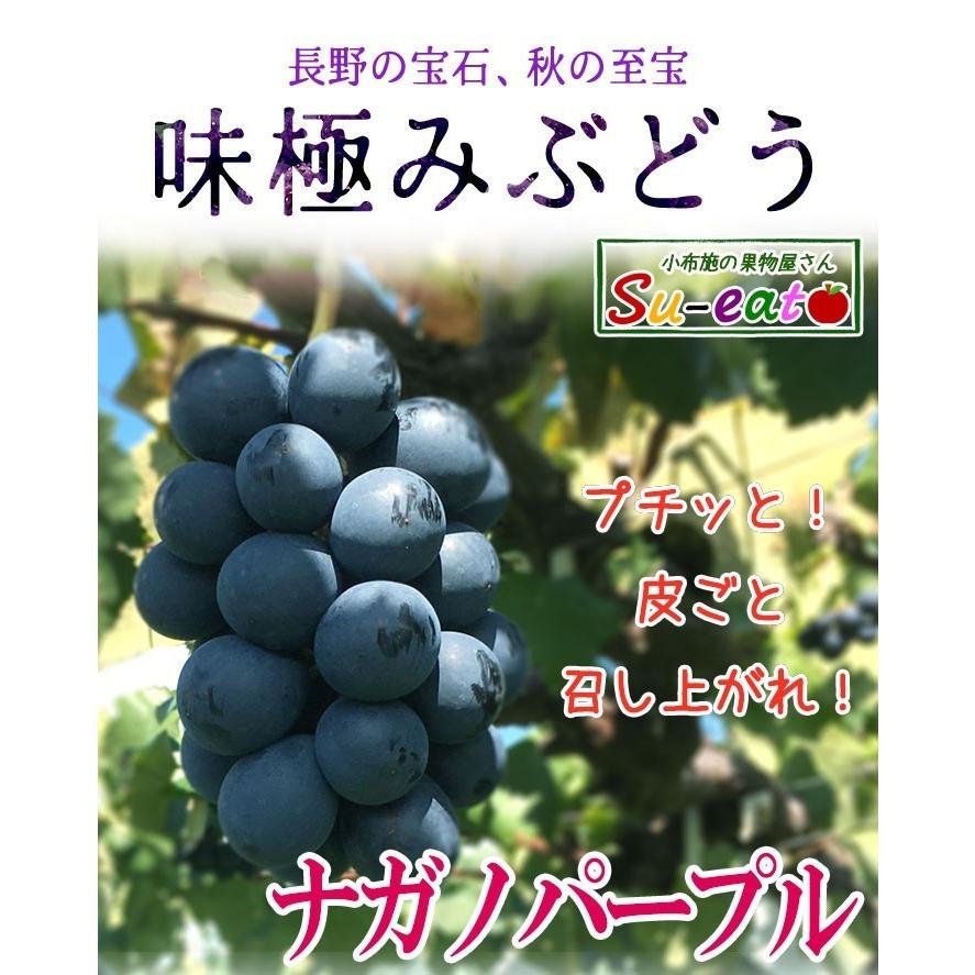 9月中旬〜下旬 特選 ナガノパープル 種なし ぶどう 長野県産 2キロ