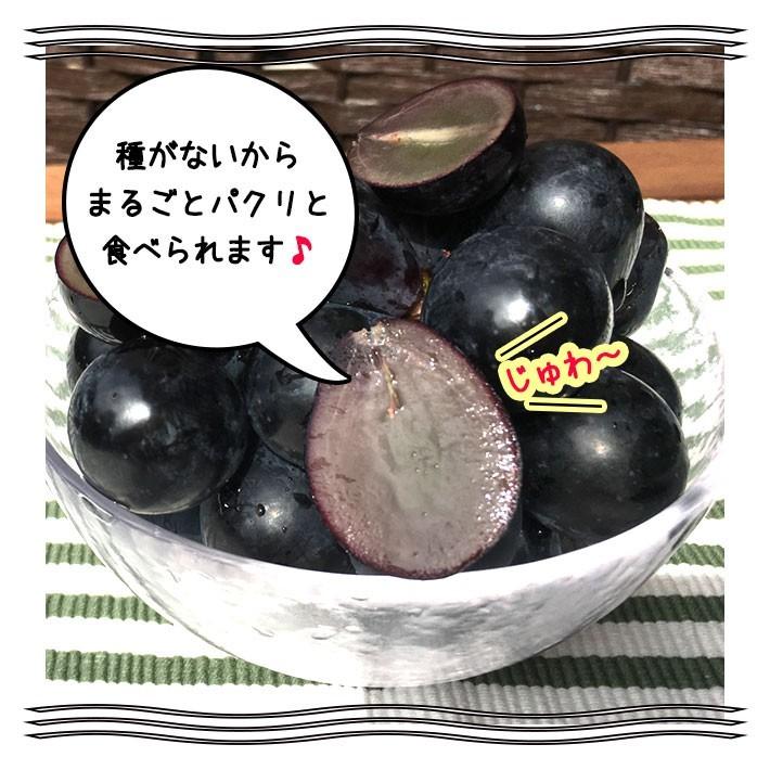 9月中旬〜下旬 特選 ナガノパープル 種なし ぶどう 長野県産 2キロ