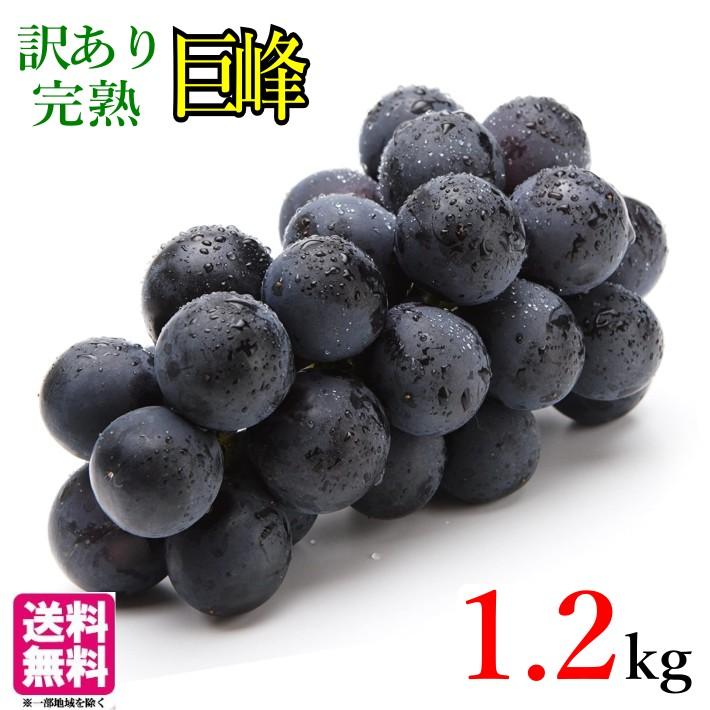 9月中旬〜下旬 巨峰 訳あり 種なし ぶどう 長野県産 1.2キロ