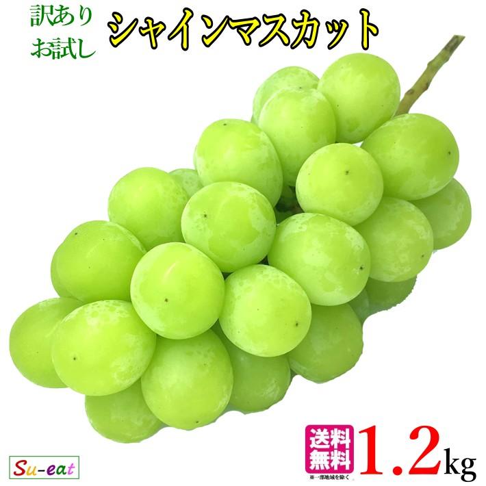 9月中旬〜下旬 シャインマスカット 訳あり 約1.2キロ : Su-eat Farm 