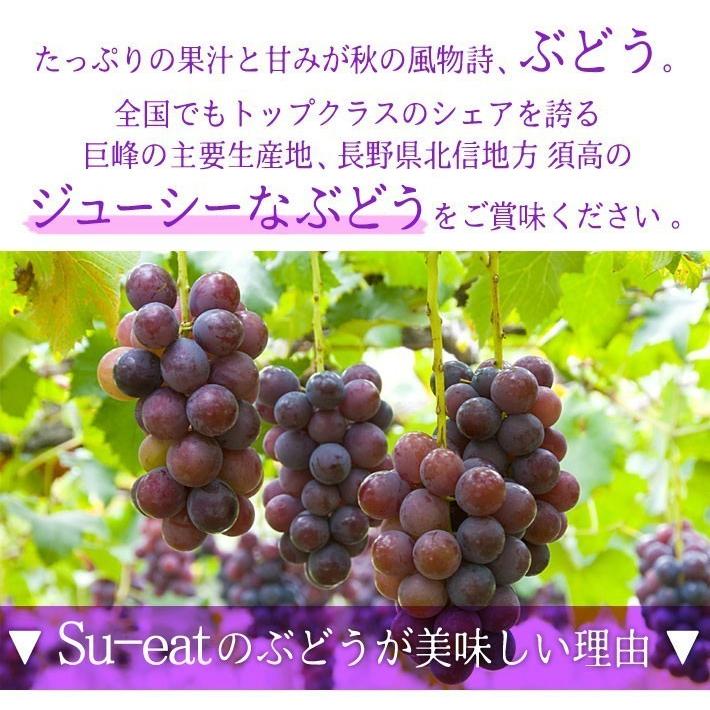 9月中旬〜下旬 シャインマスカット 訳あり 約1.2キロ : Su-eat Farm 