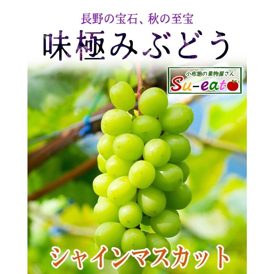9月中旬〜下旬 シャインマスカット 訳あり 約1.2キロ : Su-eat Farm 