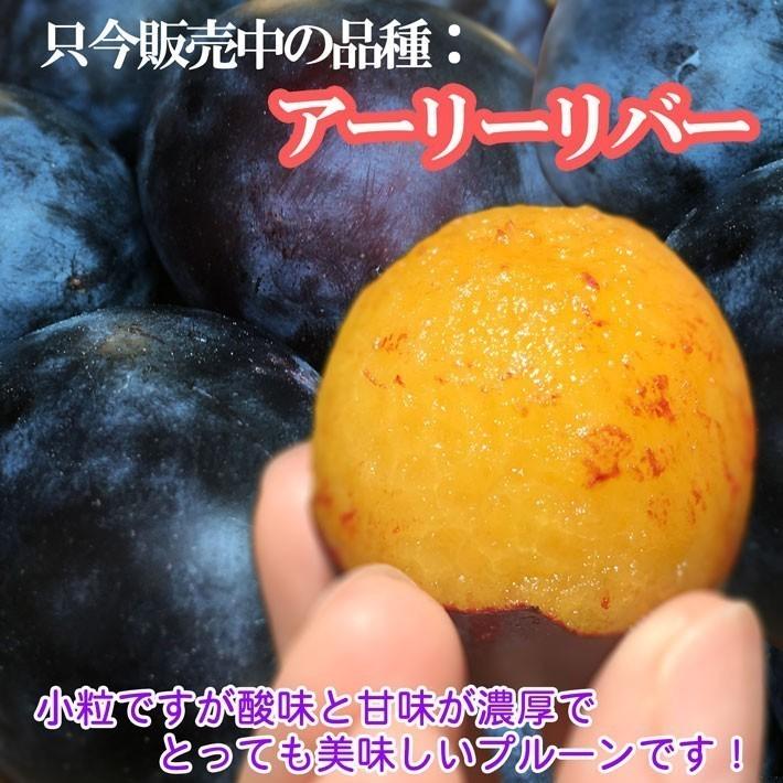 7月中旬〜下旬 小玉アーリーリバー 生プルーン 長野県産 4キロ : Su 