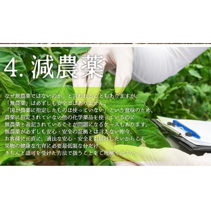 9月上旬〜中旬 くらしま 生プルーン 長野県産 3キロ : Su-eat Farm