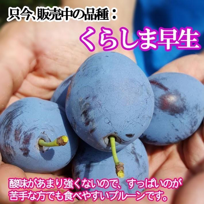 8月中旬〜下旬 くらしま早生 生プルーン 減農薬 長野県産 1キロ : Su
