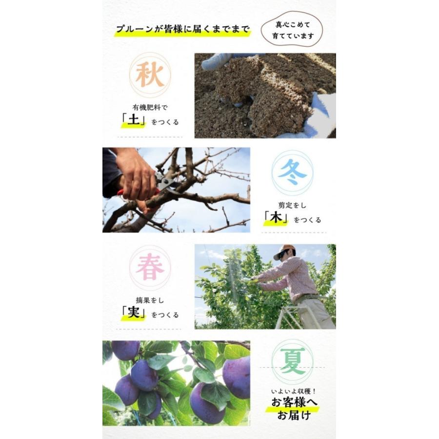 食品 栽培期間中農薬不使用 生プルーン 2キロ位 9月10日