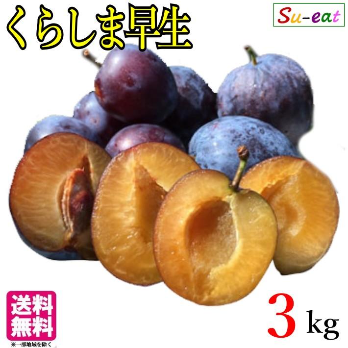 8月中旬〜下旬 くらしま早生 生プルーン 減農薬 長野県産 3キロ : Su
