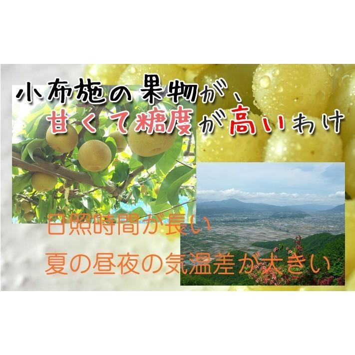 9月上旬〜中旬 巨峰 種無し ぶどう 訳あり 2キロ 長野県産 : Su-eat