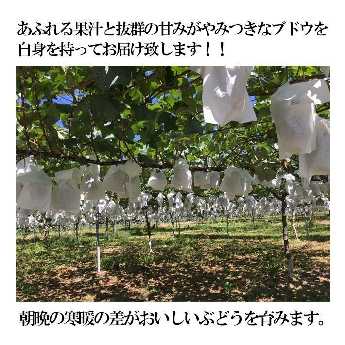 9月上旬〜中旬 巨峰 種無し ぶどう 訳あり 2キロ 長野県産 : Su