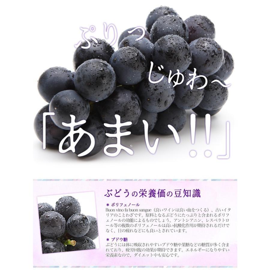 巨峰 種なし ぶどう 訳あり5k　朝採れ新鮮！ 2023年度分完売] 巨峰 ぶどう 種なし 山梨県 ぶどう 1kg 葡萄