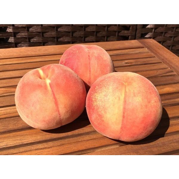 8月下旬 訳あり 川中島白桃 減農薬 長野県産 5キロ : Su-eat
