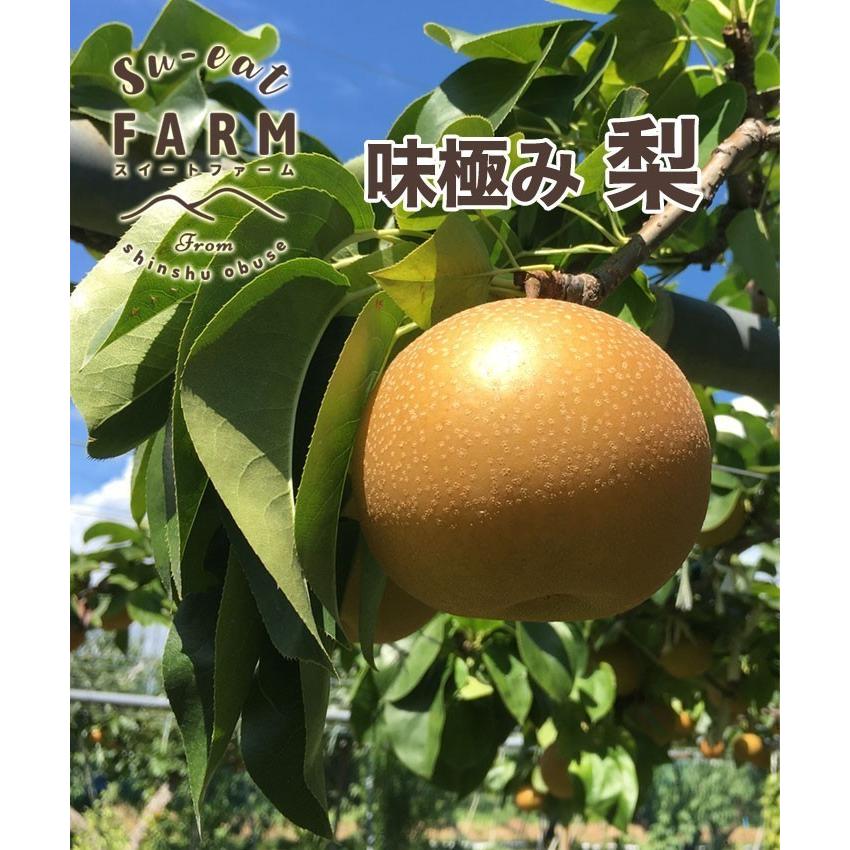 (12玉サイズ南水梨)約10kg訳ありご家庭用★送料込★秋田県産 南水梨 楽天市場】梨 南水 【 太鼓判 】 約 5kg (10〜14玉) R203 ※9月