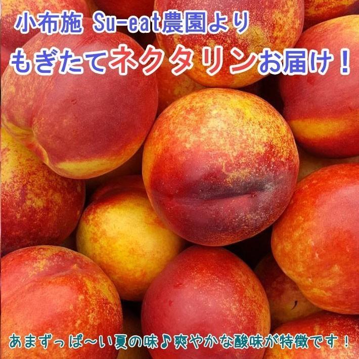 7月中旬〜下旬 サマークリスタル ネクタリン 訳あり 減農薬 長野県産 4