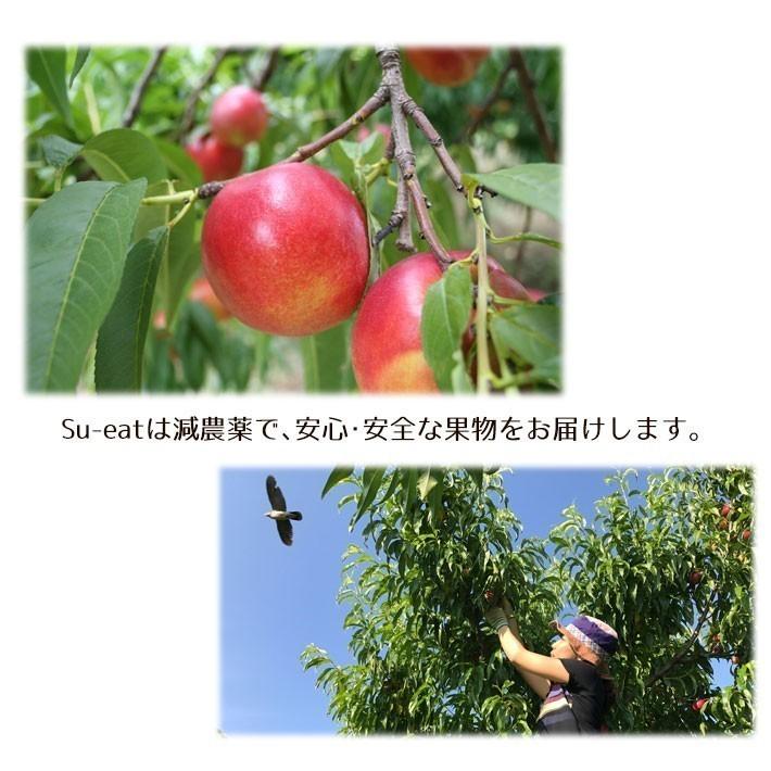 7月中旬〜下旬 サマークリスタル ネクタリン 訳あり 減農薬 長野県産 4
