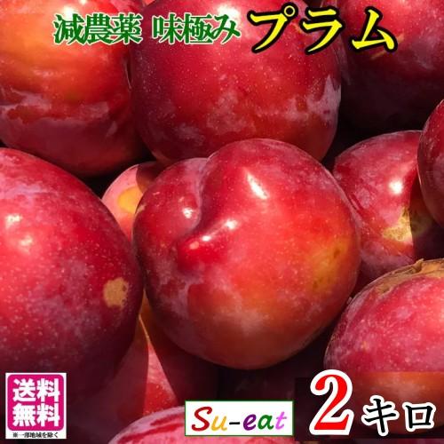 8月上旬〜中旬 サマーエンジェル プラム すもも 減農薬 長野県産