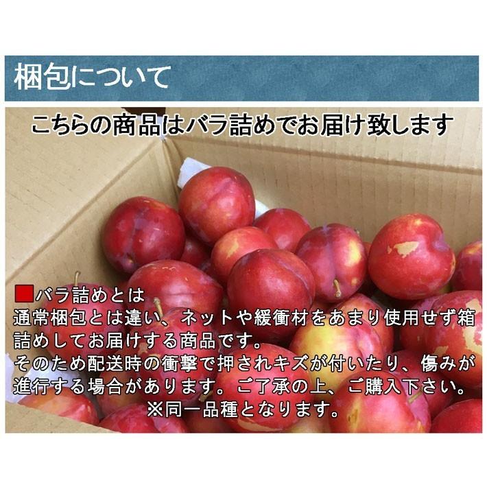 8月上旬〜中旬 サマーエンジェル プラム すもも 減農薬 長野県産