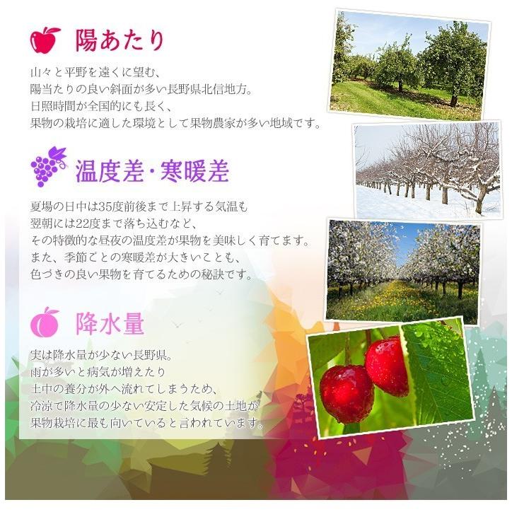 8月上旬〜中旬 サマーエンジェル プラム すもも 減農薬 長野県産