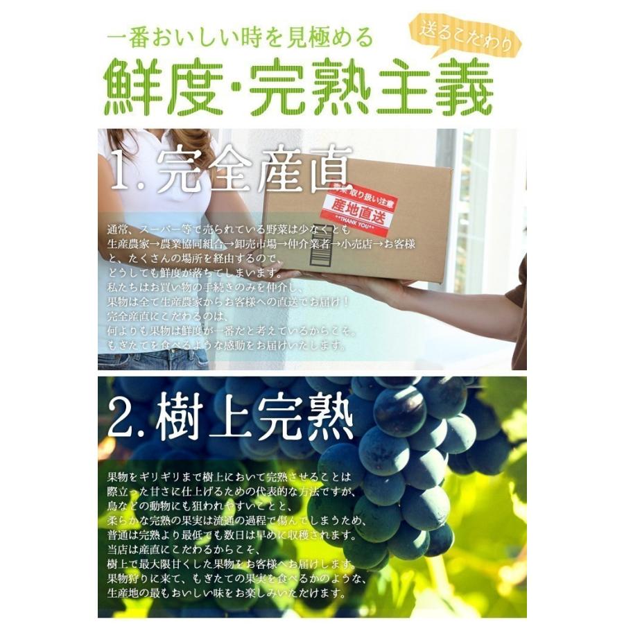 8月上旬〜中旬 サマーエンジェル プラム すもも 減農薬 長野県産