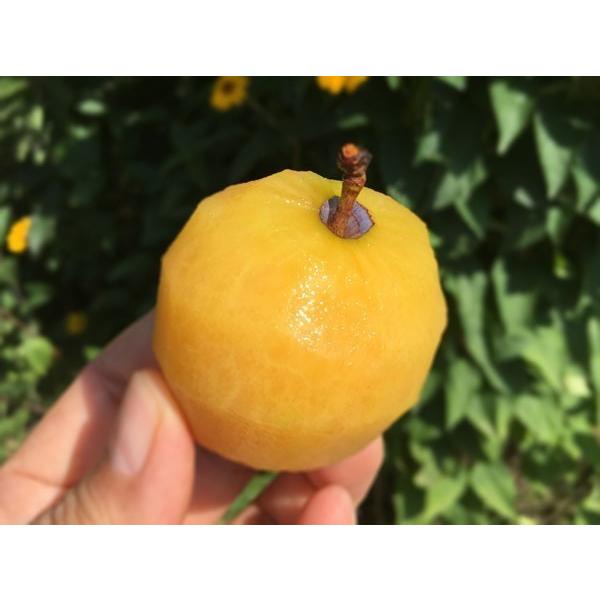 8月上旬〜中旬 サマーエンジェル プラム すもも 減農薬 長野県産 3