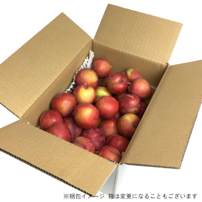 8月上旬〜中旬 サマーエンジェル プラム すもも 長野県産 2キロ