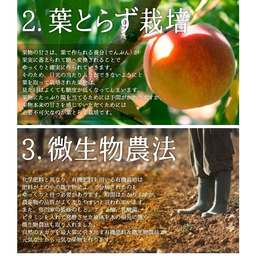 7月中旬 大石早生 プラム すもも 減農薬 長野県産 4キロ : Su-eat
