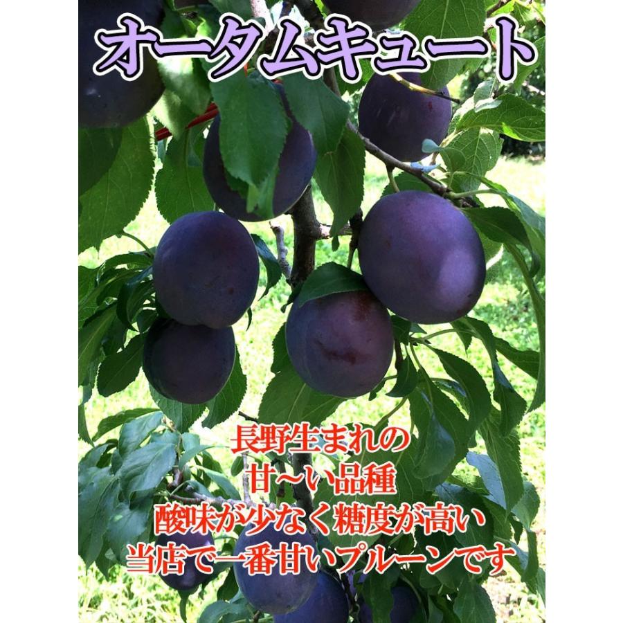 9月中旬〜下旬 プルーン オータムキュート 長野県産 2キロ : Su-eat
