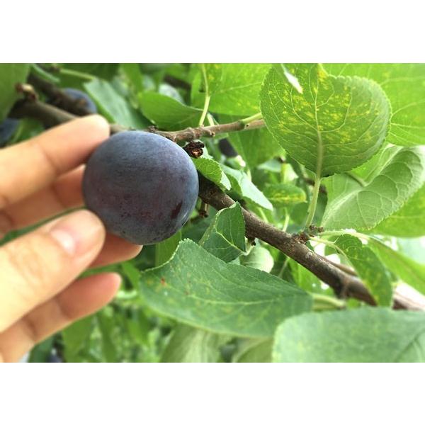 9月中旬〜下旬 プルーン オータムキュート 長野県産 2キロ : Su-eat