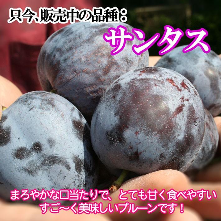 9月上旬〜中旬 生プルーン くらしま 長野県産 3キロ : Su-eat Farm