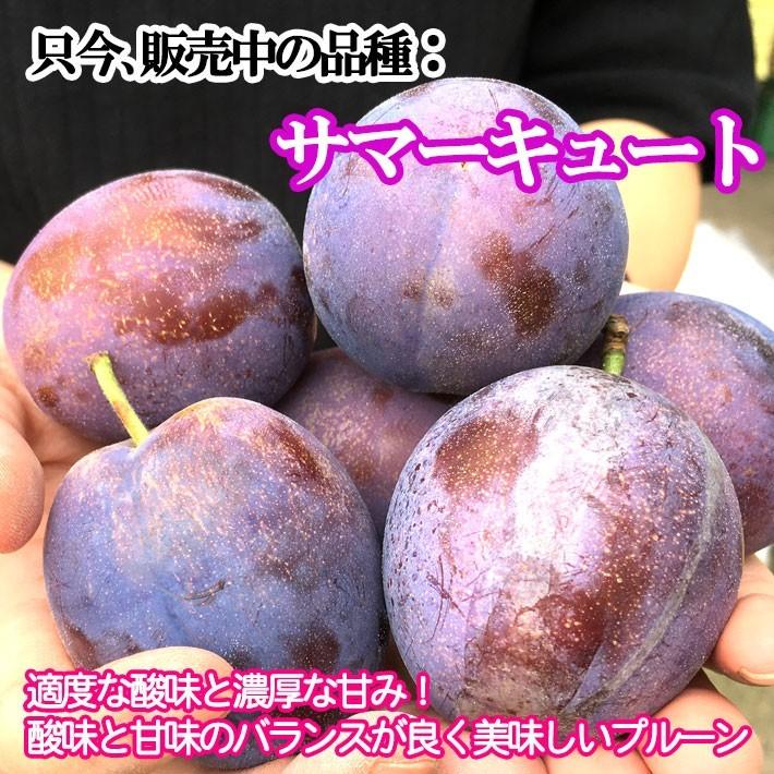 9月上旬〜中旬 生プルーン くらしま 長野県産 3キロ : Su-eat Farm
