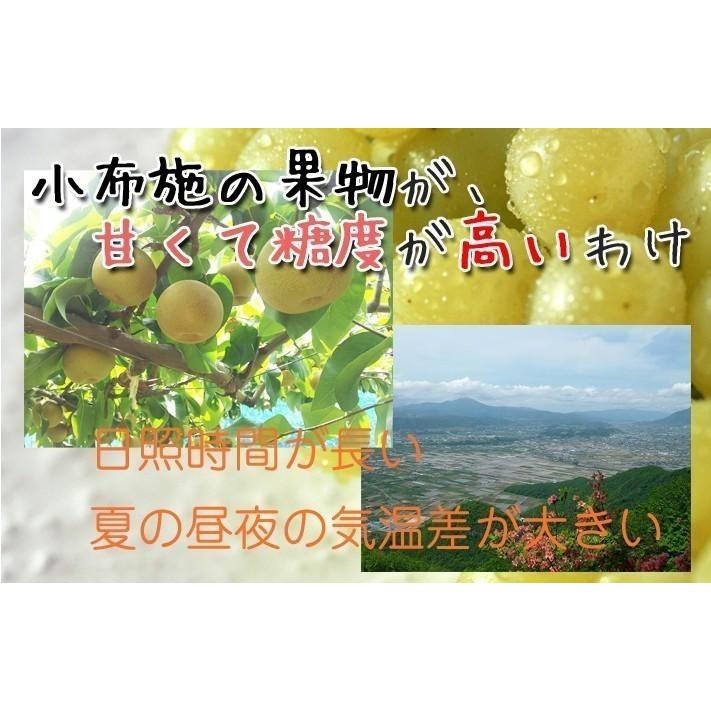 8月中旬 サマーキュート 生プルーン 長野県産 3キロ : Su-eat Farm