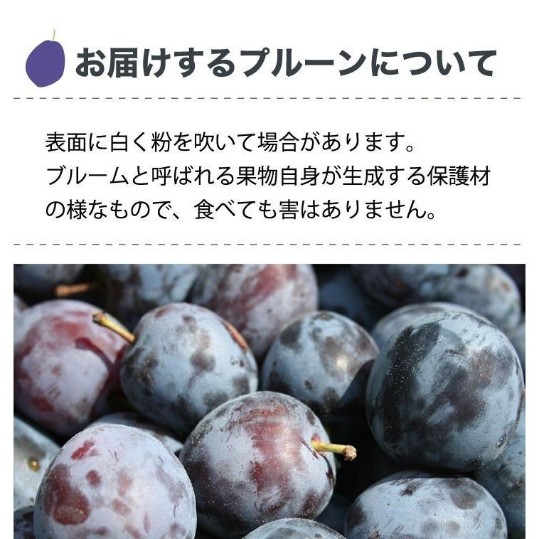 8月中旬 サマーキュート 生プルーン 長野県産 3キロ : Su-eat Farm