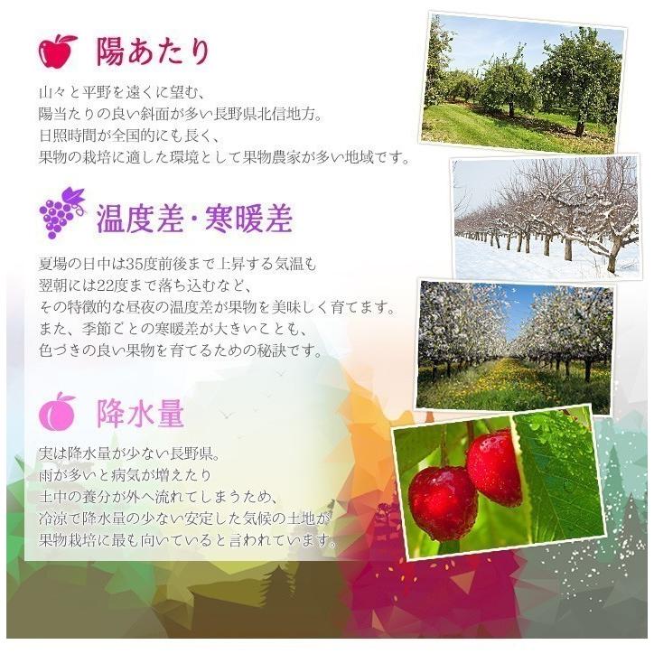 8月中旬 サマーキュート 生プルーン 長野県産 4キロ : Su-eat Farm
