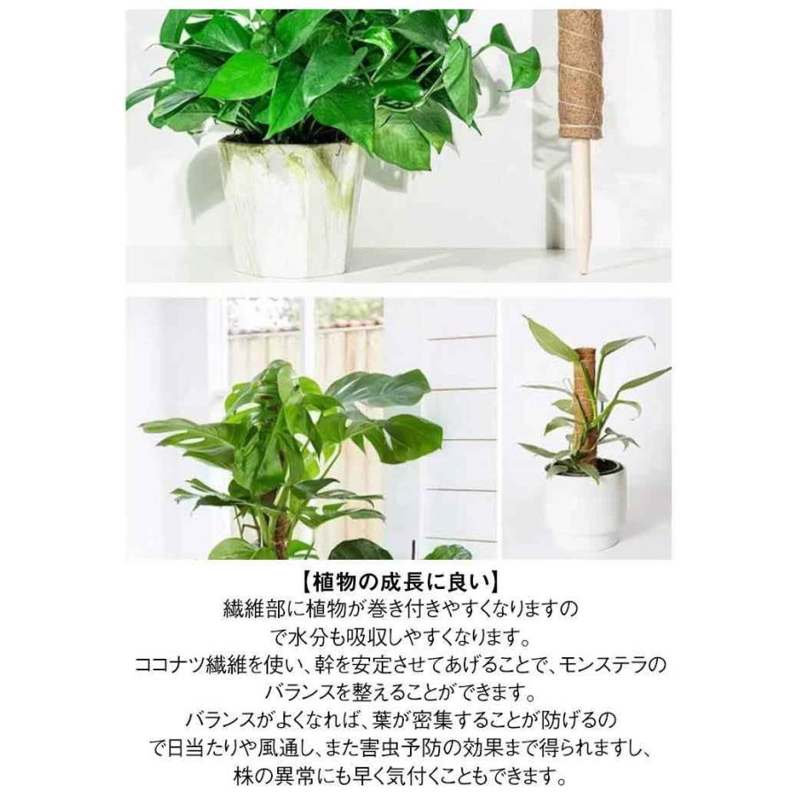 花ささえ 支柱 ポトス モンステラ ココスティック 3本セット